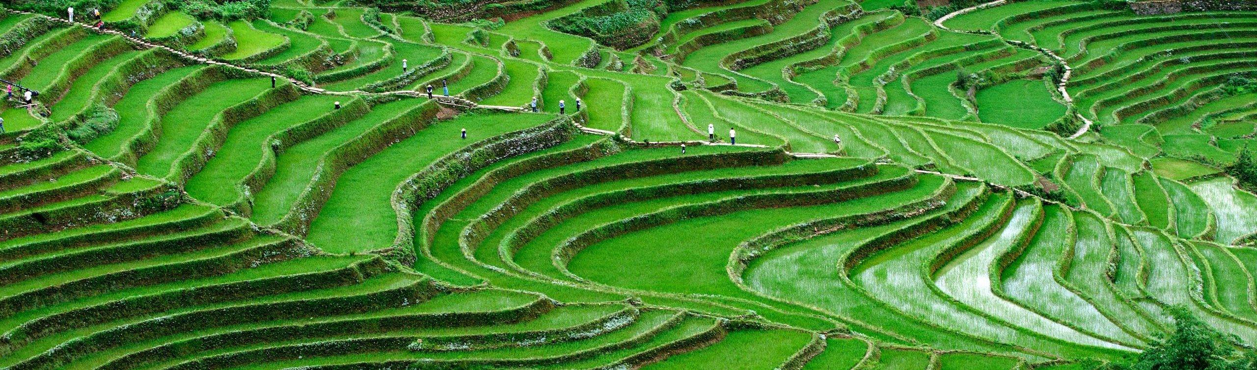 the-green-rice-paddies-with-segmented-platforms-found-in-yunyang-china